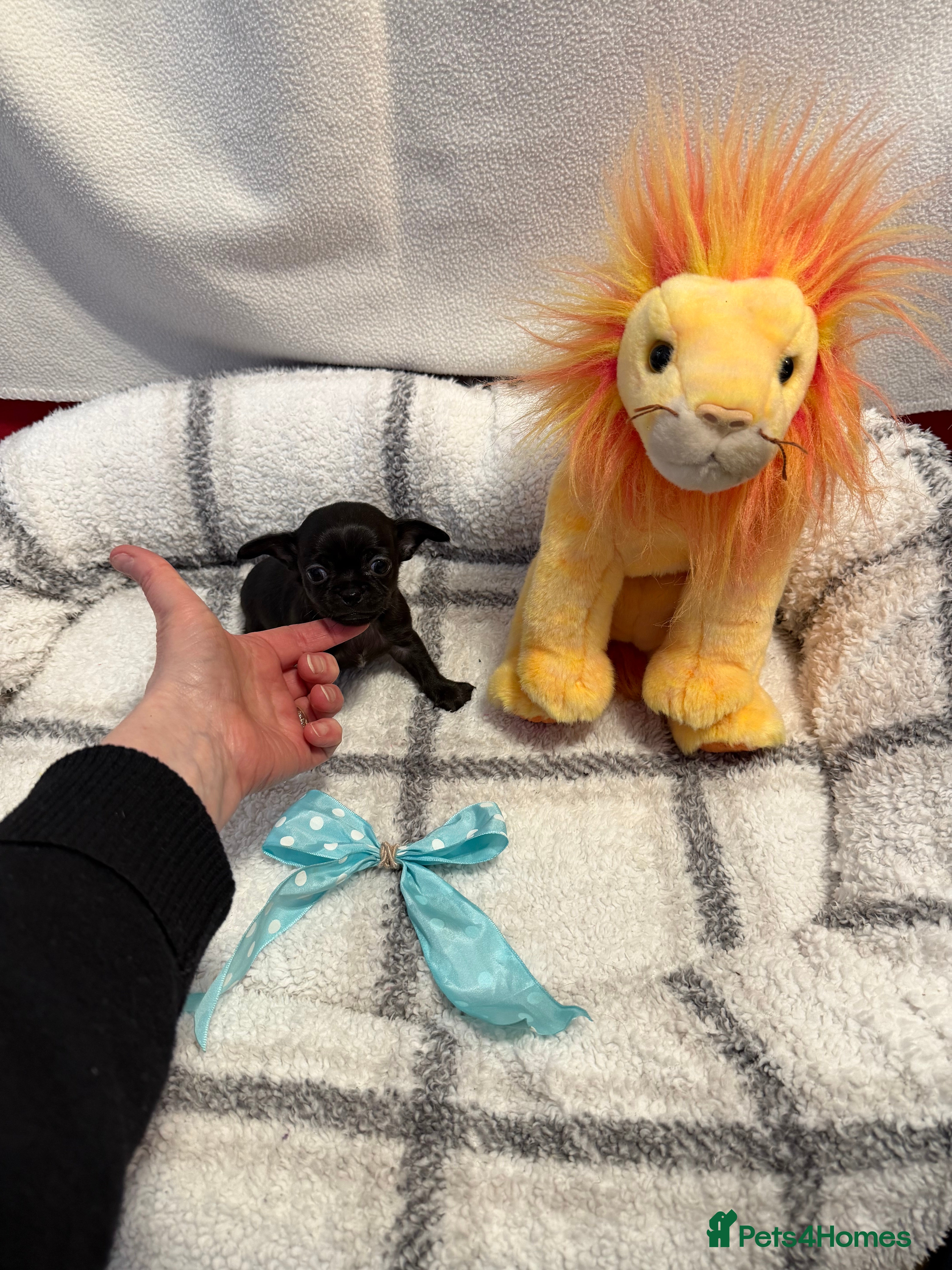 Chihuahua dogs Stunning solid black tiny chihuahuas  - Advert 7