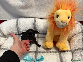 Chihuahua dogs Stunning solid black tiny chihuahuas - Advert 7