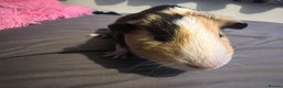 Guinea Pig rodents for sale: Female guinea pigs  - Advert 6