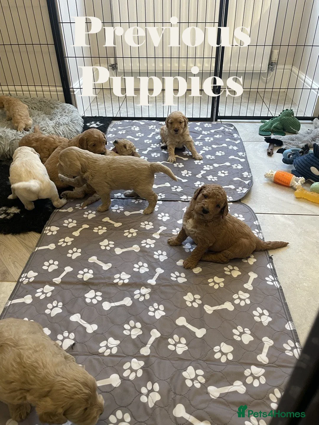 Double Doodle dogs for sale: Nell is expecting Double Doodles  - Advert 25