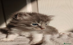 Russian Blue cats for sale: Russain blue x Maine coon Kittens for Sale - Image 6