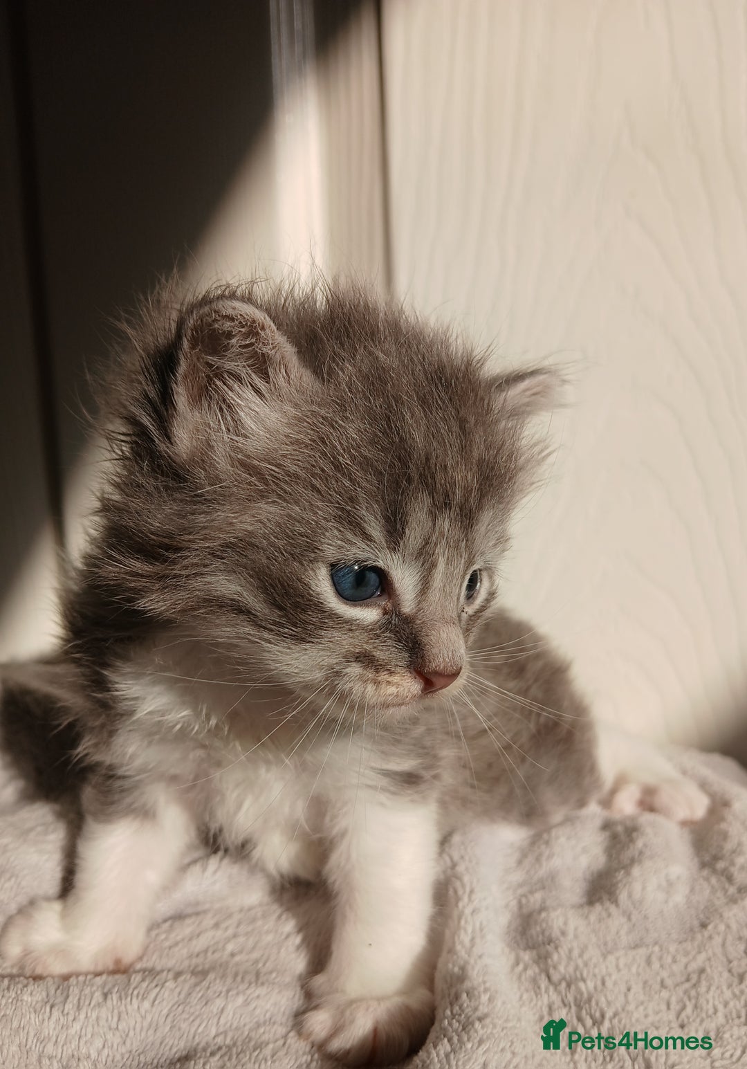 Russian Blue cats for sale: Russain blue x Maine coon Kittens for Sale - Image 6