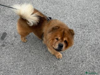 Chow Chow dogs beautiful chow male - Advert 3