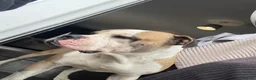 Alapaha Blue Blood Bulldog dogs for sale: Adult male Alapaha blue blood bulldog  in Gloucester - Advert 6