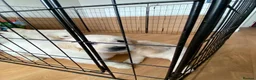 Golden Retriever dogs for sale: Outstanding Show Line KC Golden Retriever Puppies  - Advert 3