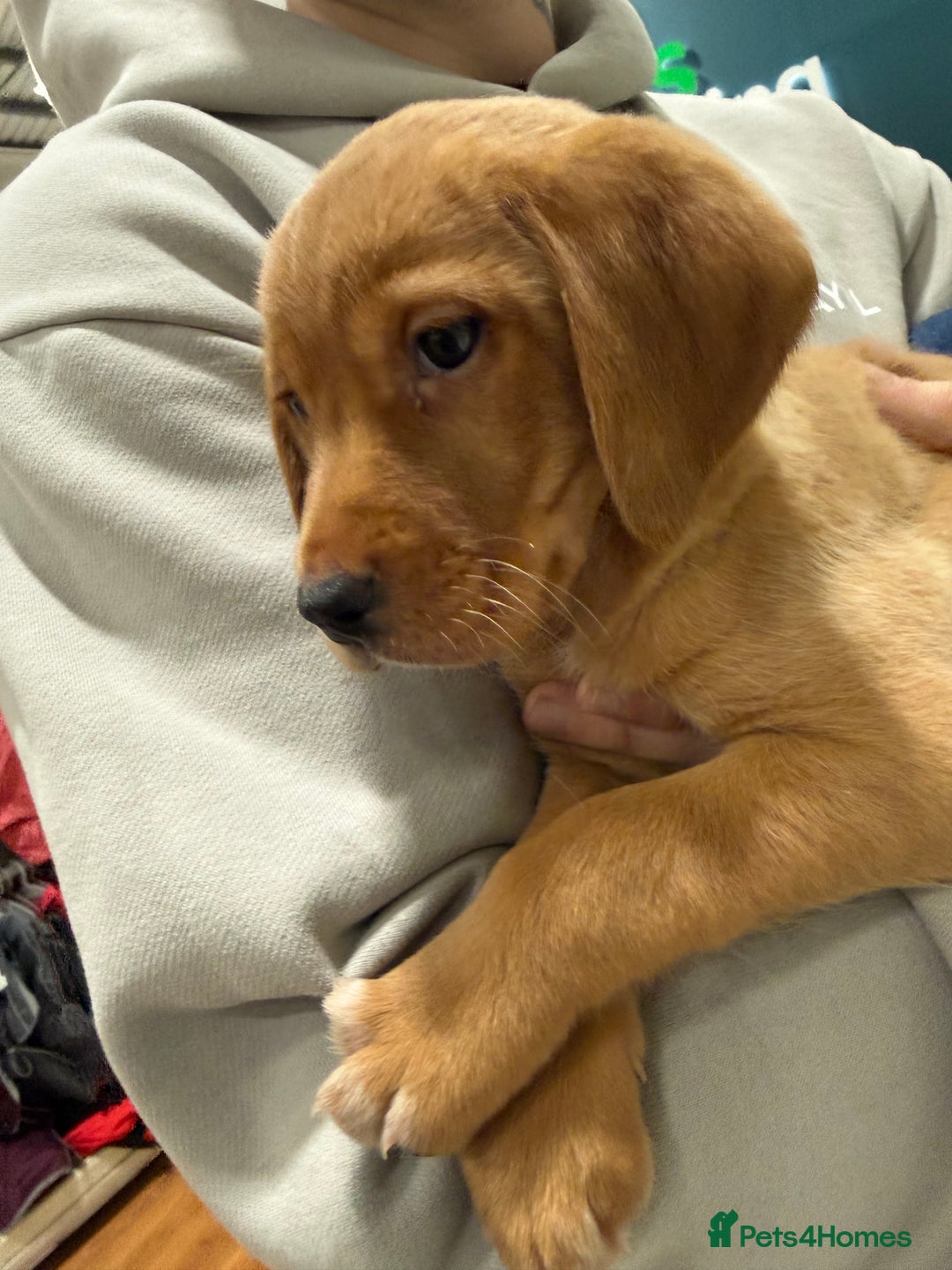 Mixed Breed dogs for sale: Labrador puppy  - Advert 3