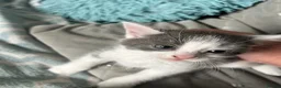 Mixed Breed cats for sale: 4 kittens for rehoming  - Advert 4