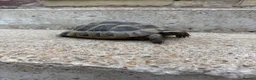 Tortoise reptiles for sale: 30yr old leopard tortoise - Advert 2