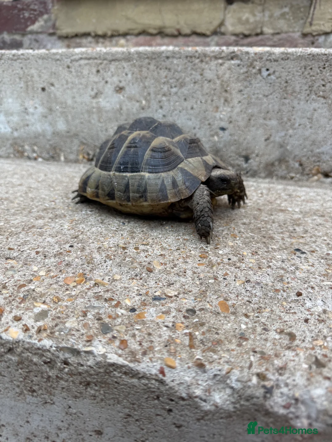 Tortoise reptiles for sale: 30yr old leopard tortoise - Advert 2