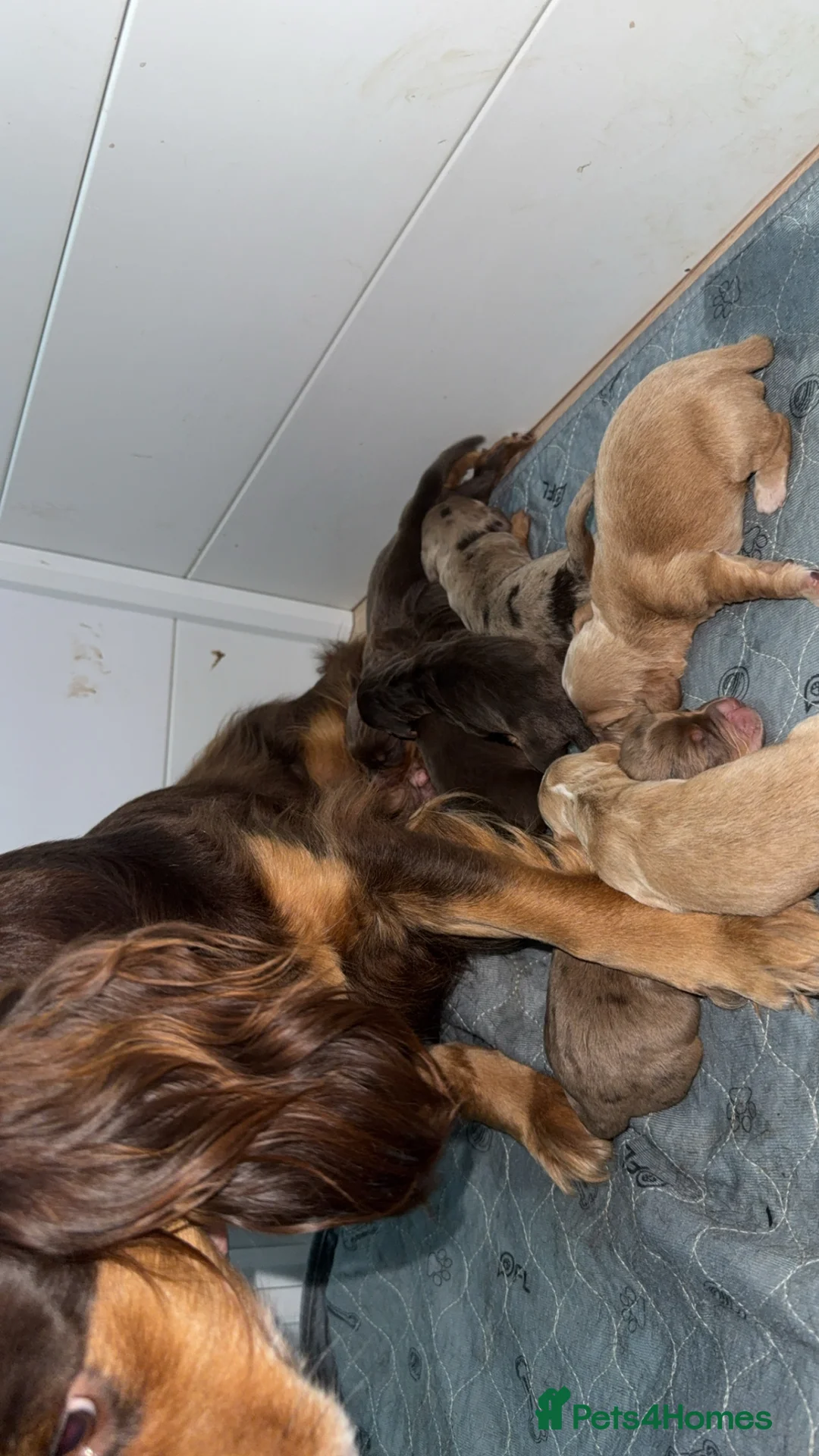 Cocker Spaniel dogs for sale: 1 cocker spaniel girl  left available  - Advert 7