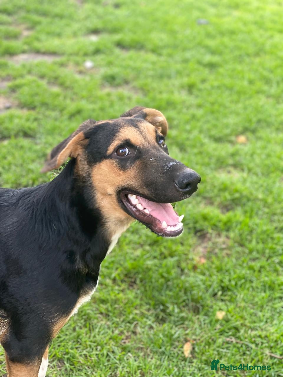 Mixed Breed dogs URGENT: 💙🐶 BRUNO -The Big, Loving Pup  - Advert 1