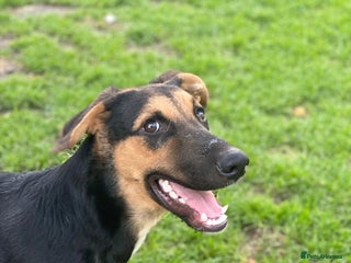 Mixed Breed dogs URGENT: 💙🐶 BRUNO -The Big, Loving Pup - Advert 1