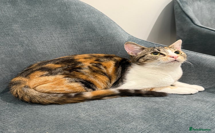 Mixed Breed cats - Advert 15