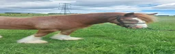 Irish Cob horses for sale: 14hh Quality Ride and Drive Cob and Show prospect - Advert 3