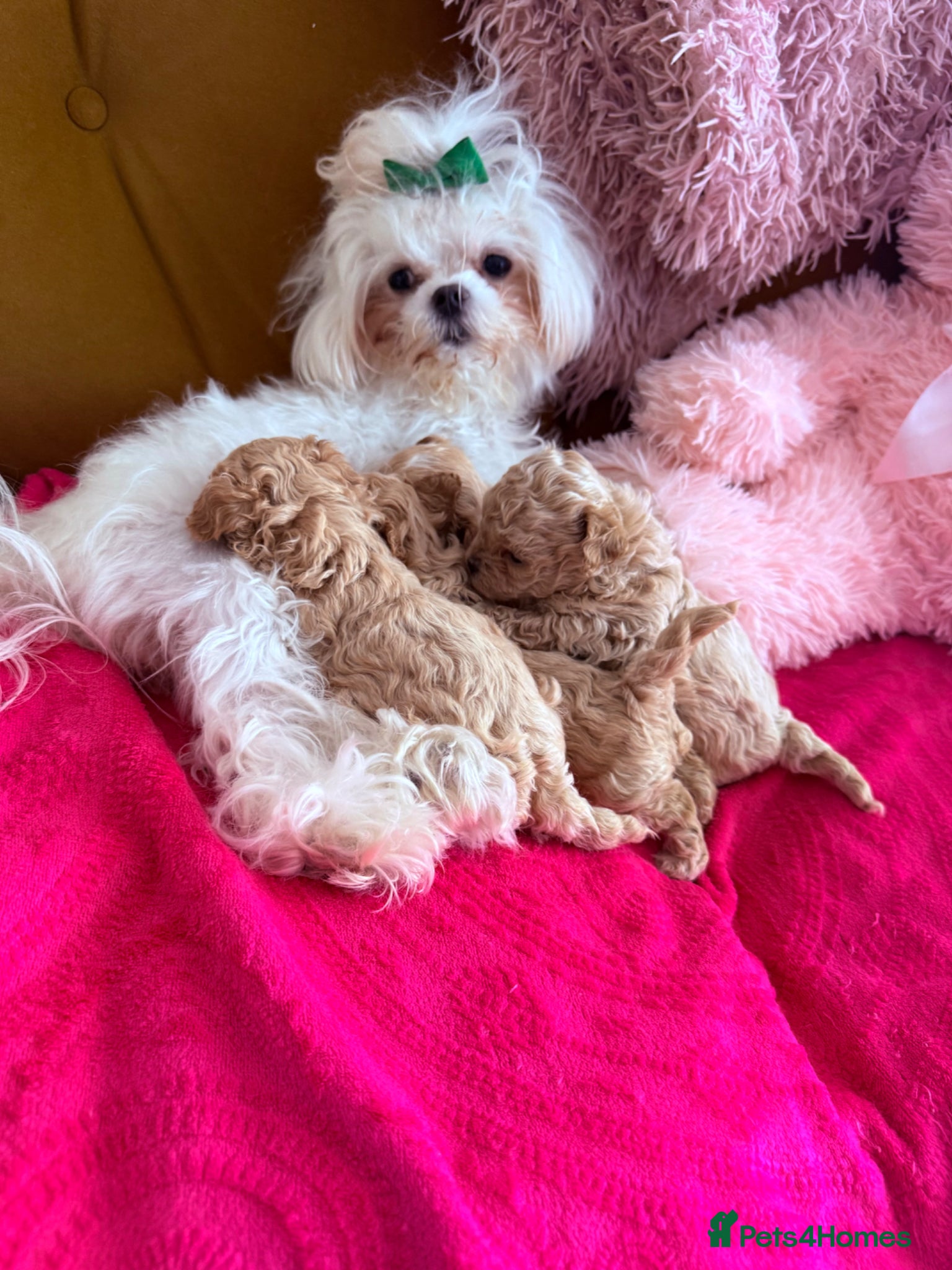 Maltipoo dogs 🤎Beautiful litter of Mini Mini Matipoo 🤎 - Advert 1