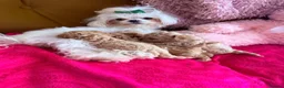 Maltipoo dogs for sale: 🤎Beautiful litter of Mini Mini Matipoo 🤎 in London - Advert 1