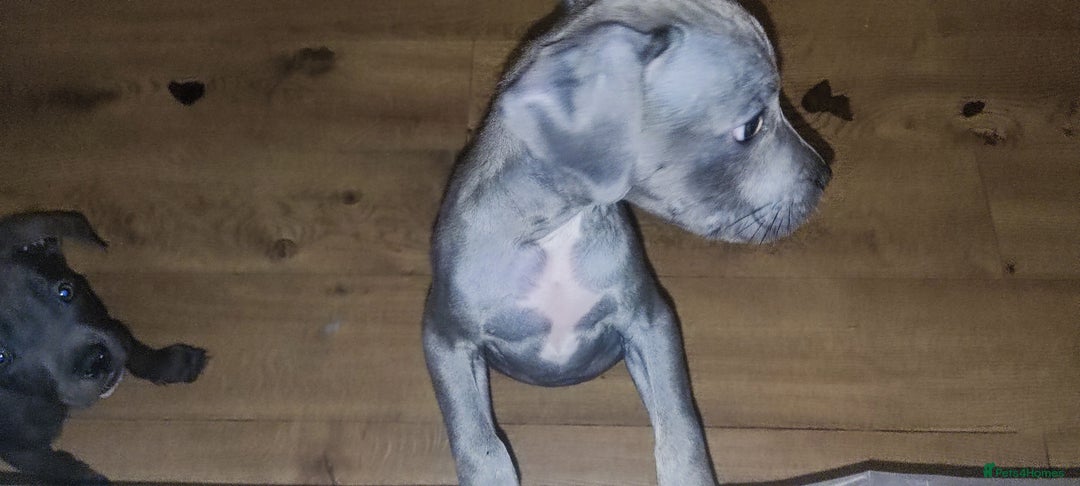 Mixed Breed dogs for sale: Caine corso/ American bully 10 weeks - Advert 5