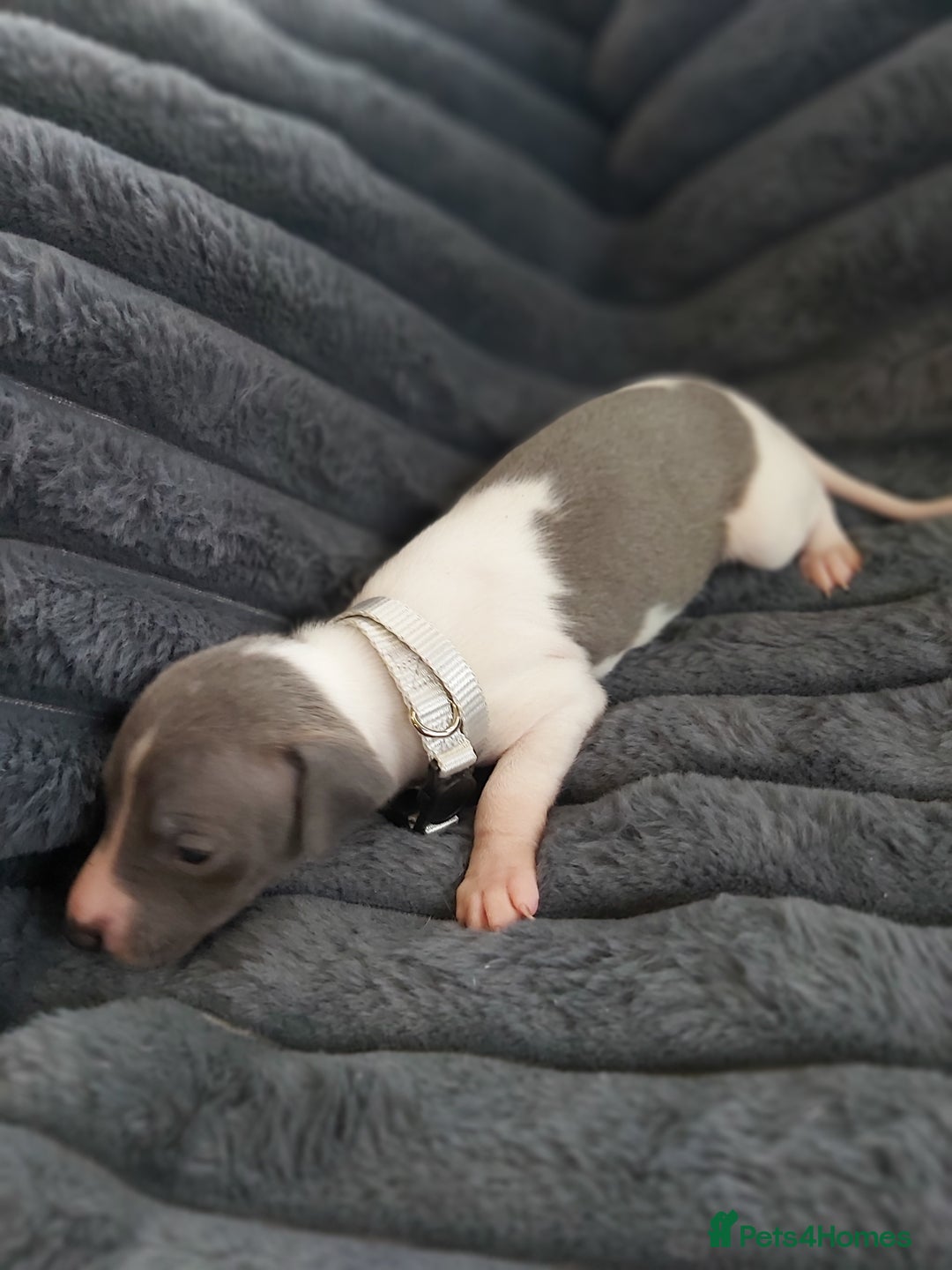 Italian Greyhound dogs for sale: READY TO GO IN 5 DAYS  - Advert 18