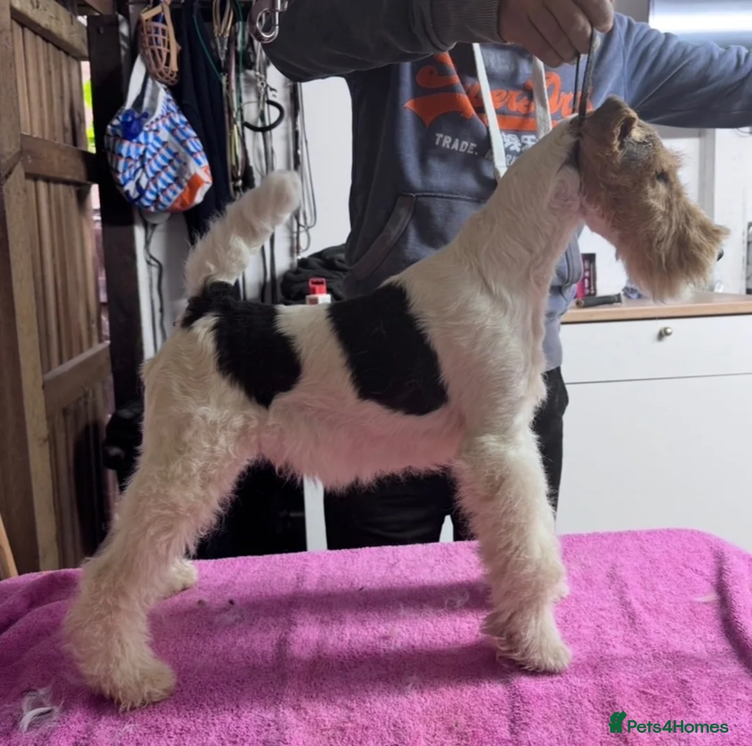 Fox Terrier dogs for sale: Wire fox terrier male  - Advert 4