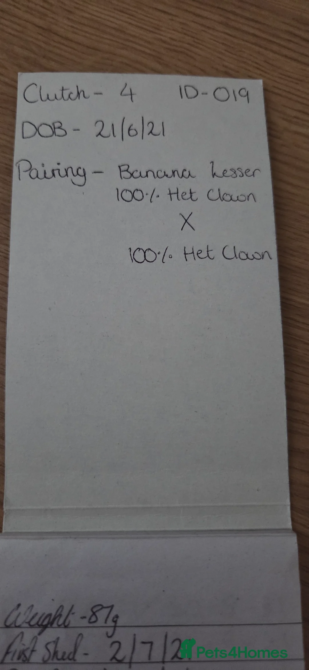 Python Snake reptiles for sale: Banana royal python  - Advert 21