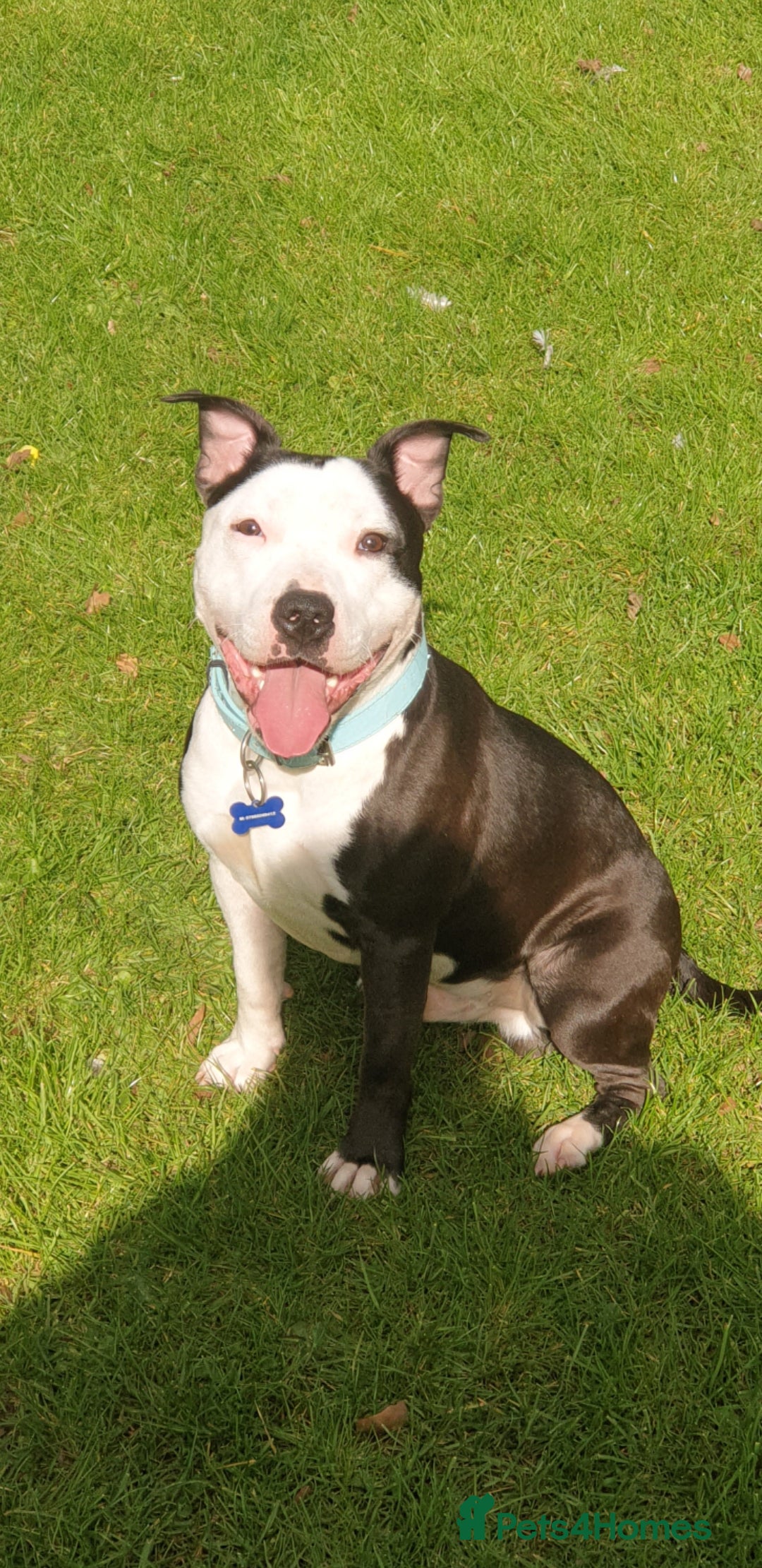 Staffordshire Bull Terrier dogs for sale: Beautiful female staffy puppy - Image 18
