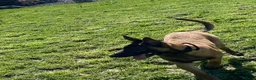 Belgian Shepherd Dog dogs for sale: Belgian Malinois pups  - Advert 2