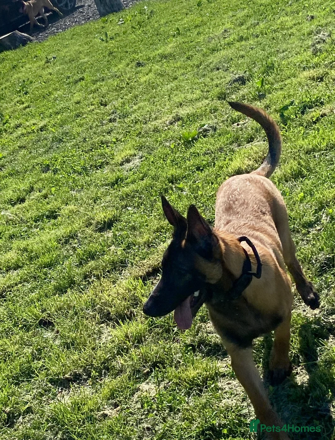 Belgian Shepherd Dog dogs for sale: Belgian Malinois pups  - Advert 2