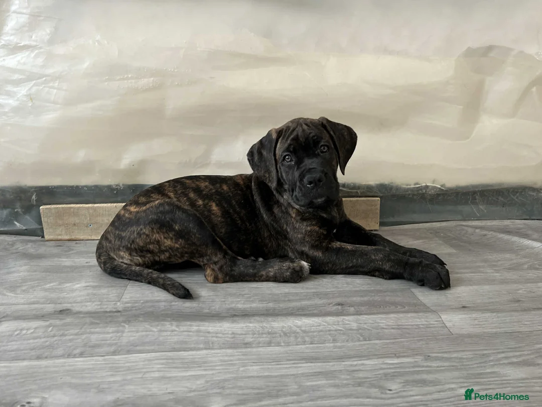 Cane Corso dogs for sale: Yuki x Aries Russian champ bloodline Puppies - Advert 10