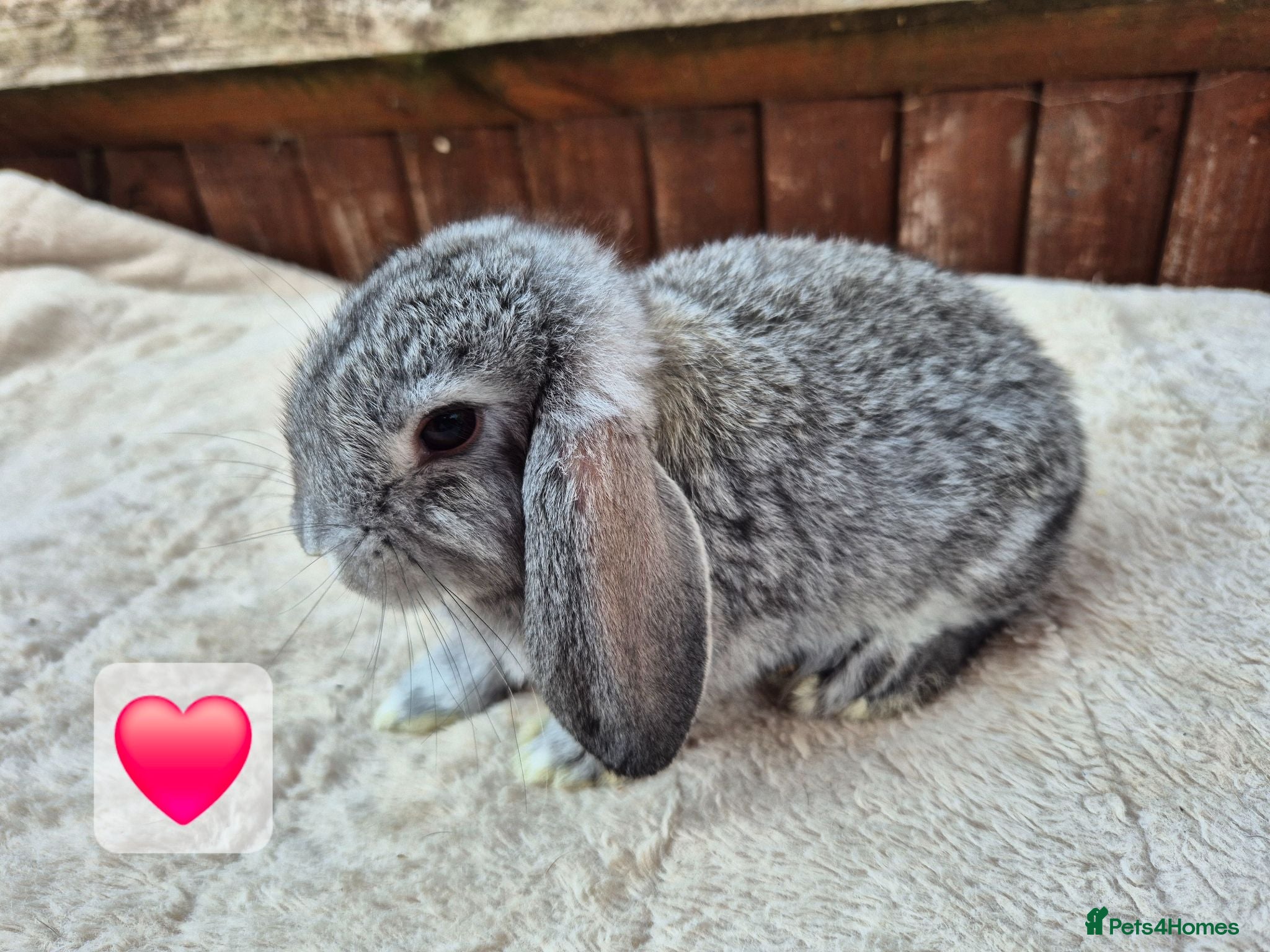 Mini Lop rabbits ❤️ Ready to reserve  💙  - Advert 18