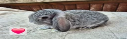 Mini Lop rabbits for sale: ❤️ Ready to reserve  💙  - Advert 3