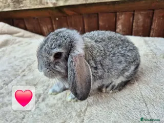 Mini Lop rabbits ❤️ Ready next weekend 💙 - Advert 8