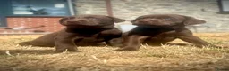 Labrador Retriever dogs for sale: RKC Registered Chocolate Labrador Puppies - Advert 5