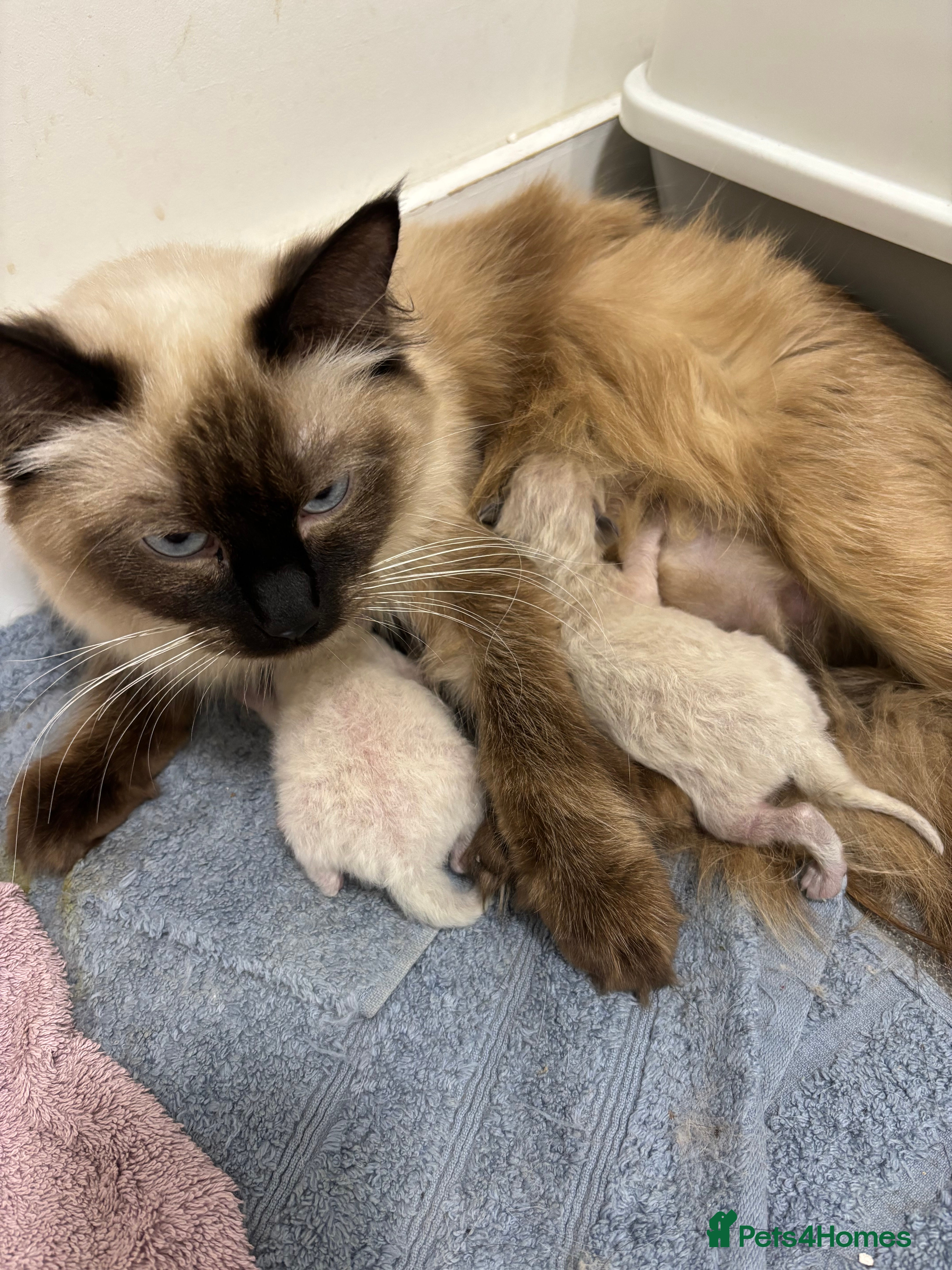 Ragdoll cats Ragdoll kittens🌸🐈 - Advert 1