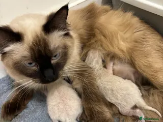 Ragdoll cats Ragdoll kittens🌸🐈 - Advert 16