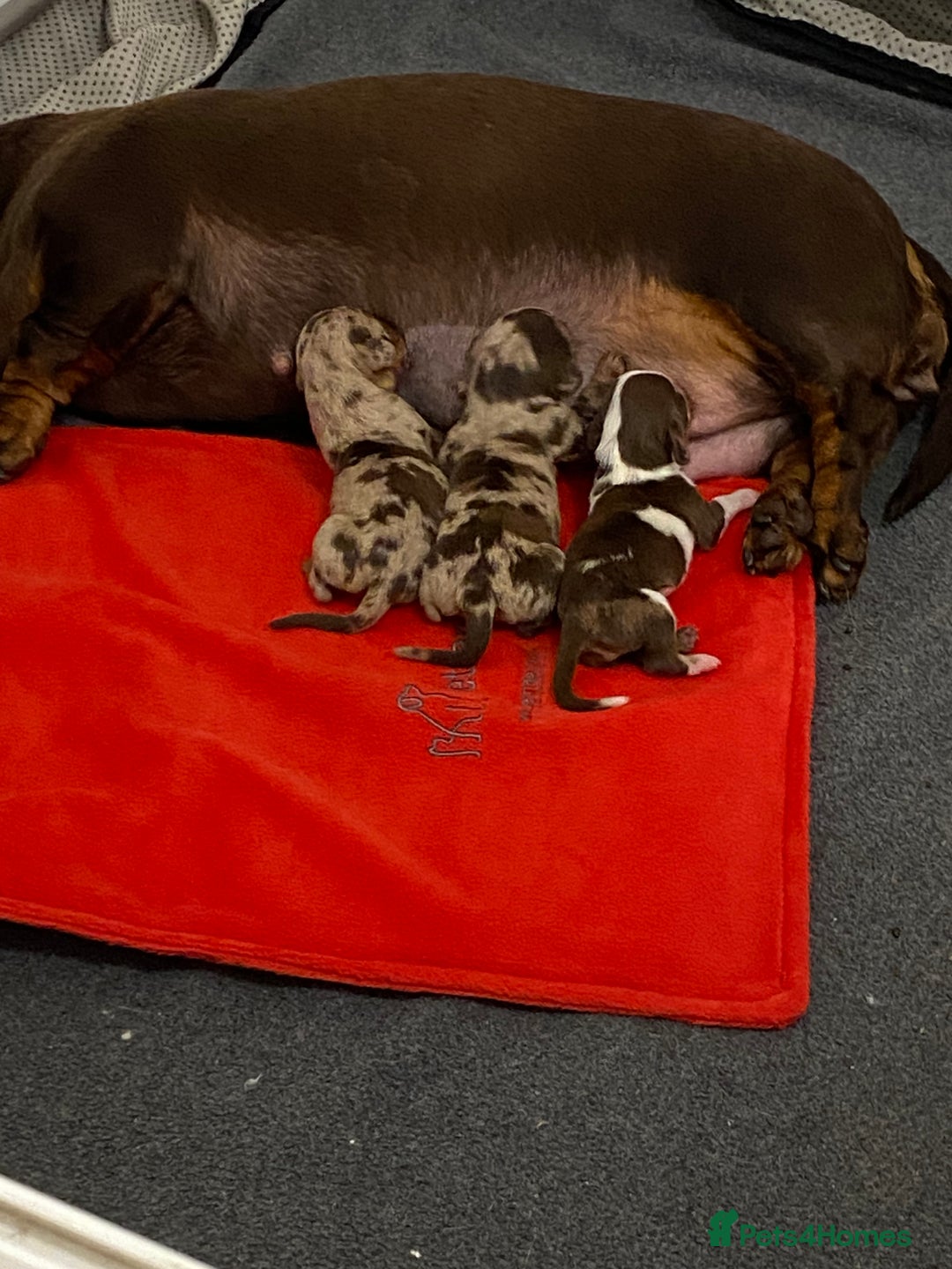Miniature Dachshund dogs for sale: Ready Now - Smooth Mini Dachshund Girls - Image 8