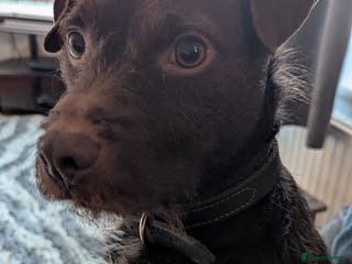 Patterdale Terrier dogs Vinnie up for stud - Advert 2