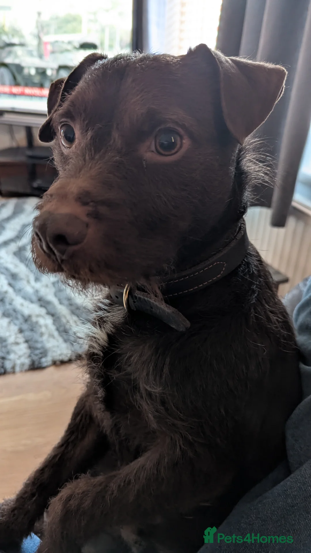 Patterdale Terrier dogs for stud: Vinnie up for stud - Advert 1