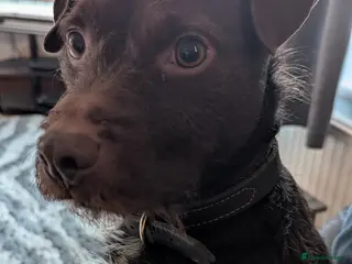 Patterdale Terrier dogs Vinnie up for stud - Advert 2