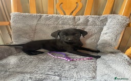 Labrador Retriever dogs for sale: Beautiful KC Reg Labrador Pups - Image 7