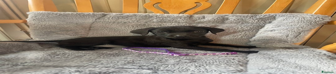 Purple collar