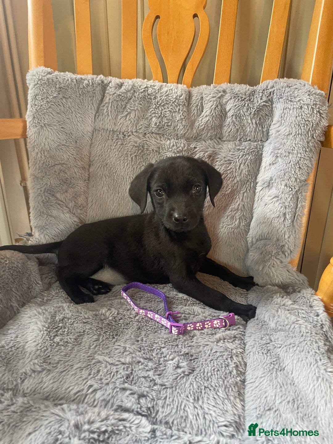 Labrador Retriever dogs for sale: Beautiful KC Reg Labrador Pups - Image 7