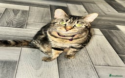 Mixed Breed cats for sale: Calico/tabby kittens  - Image 4