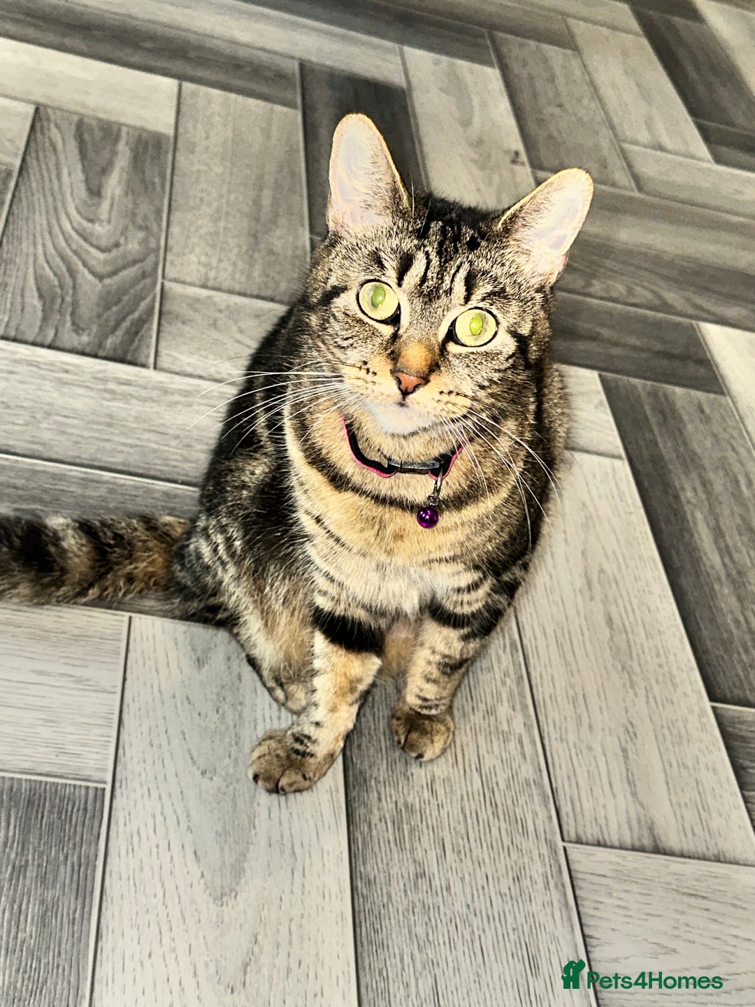 Mixed Breed cats for sale: Calico/tabby kittens  - Image 4