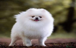 Pomeranian dogs for sale: Quality girl ready now PRINCESS 💕 - Image 39