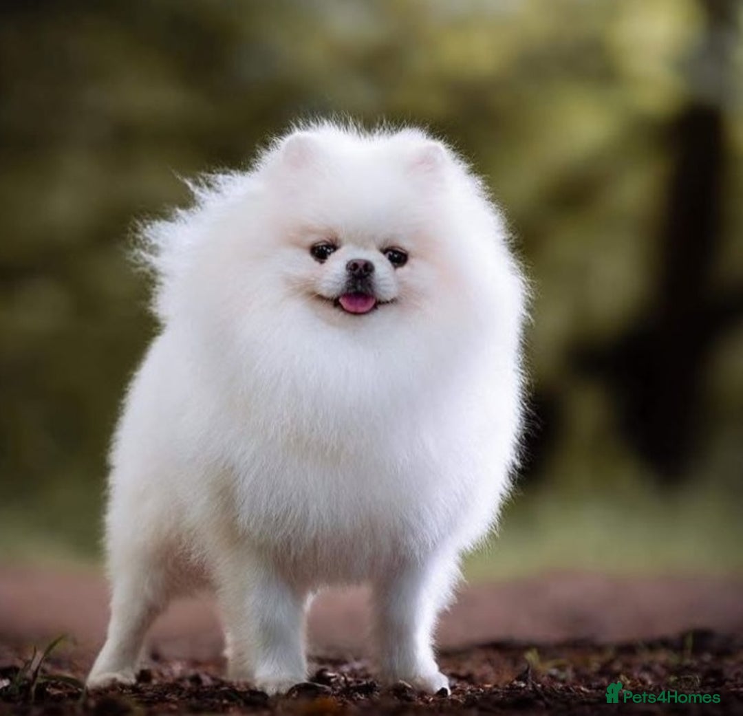 Pomeranian dogs for sale: Quality girl ready now PRINCESS 💕 - Image 39
