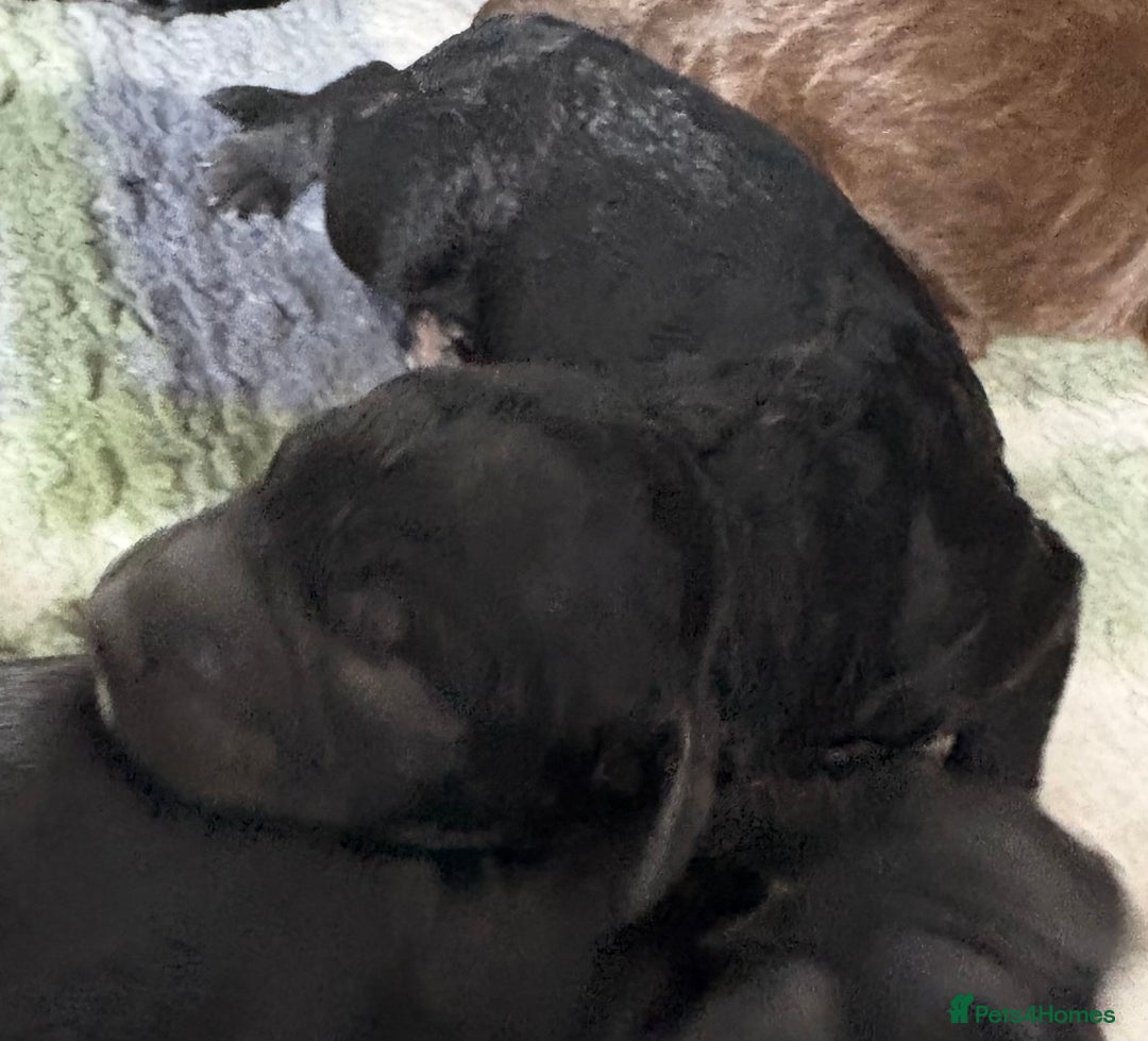 Cockapoo dogs for sale: 🐾Beautiful F2 Cockapoo puppies 🐾 - Image 9