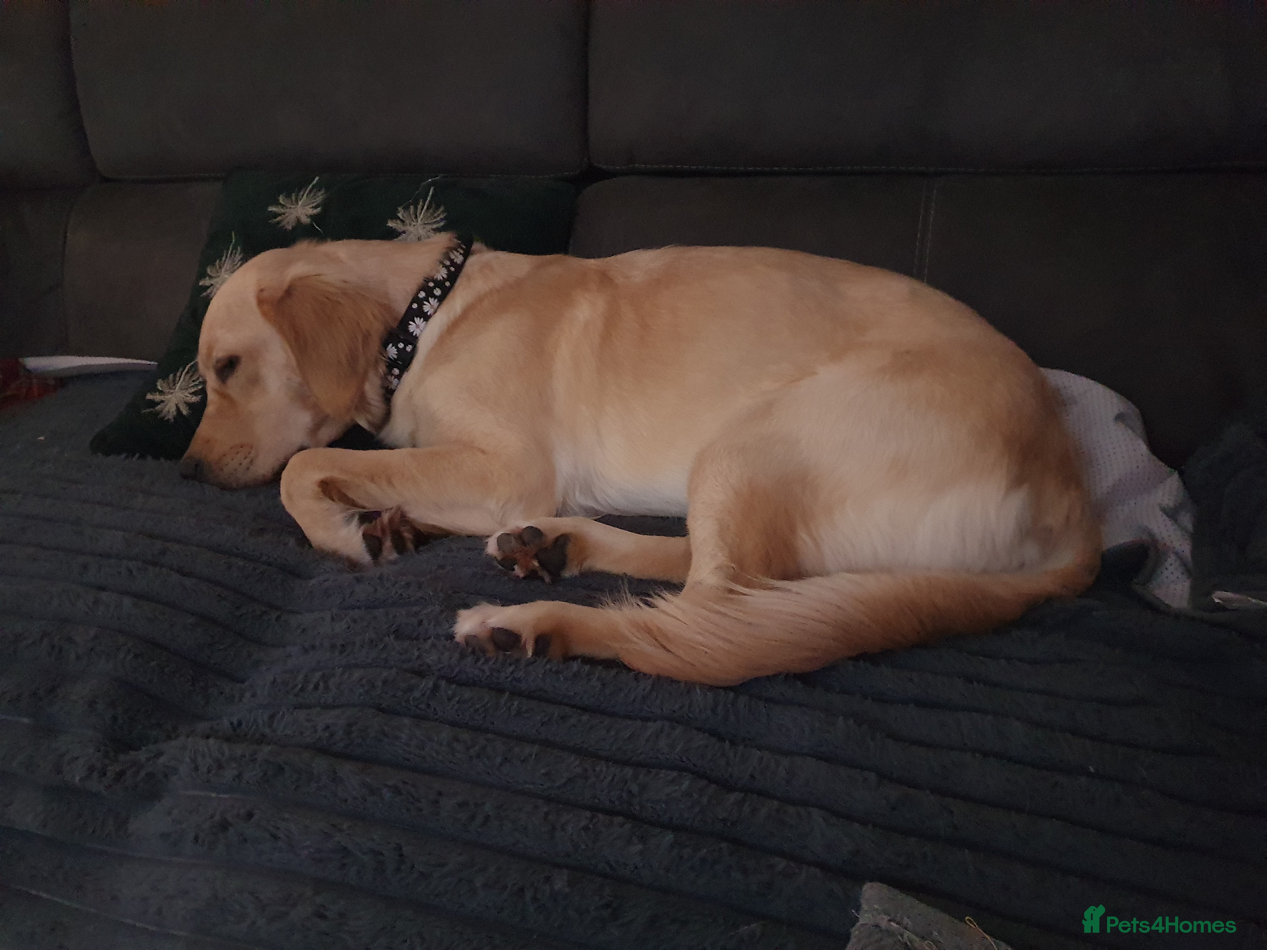 Golden Retriever dogs 9month old golden retriever female - Advert 1