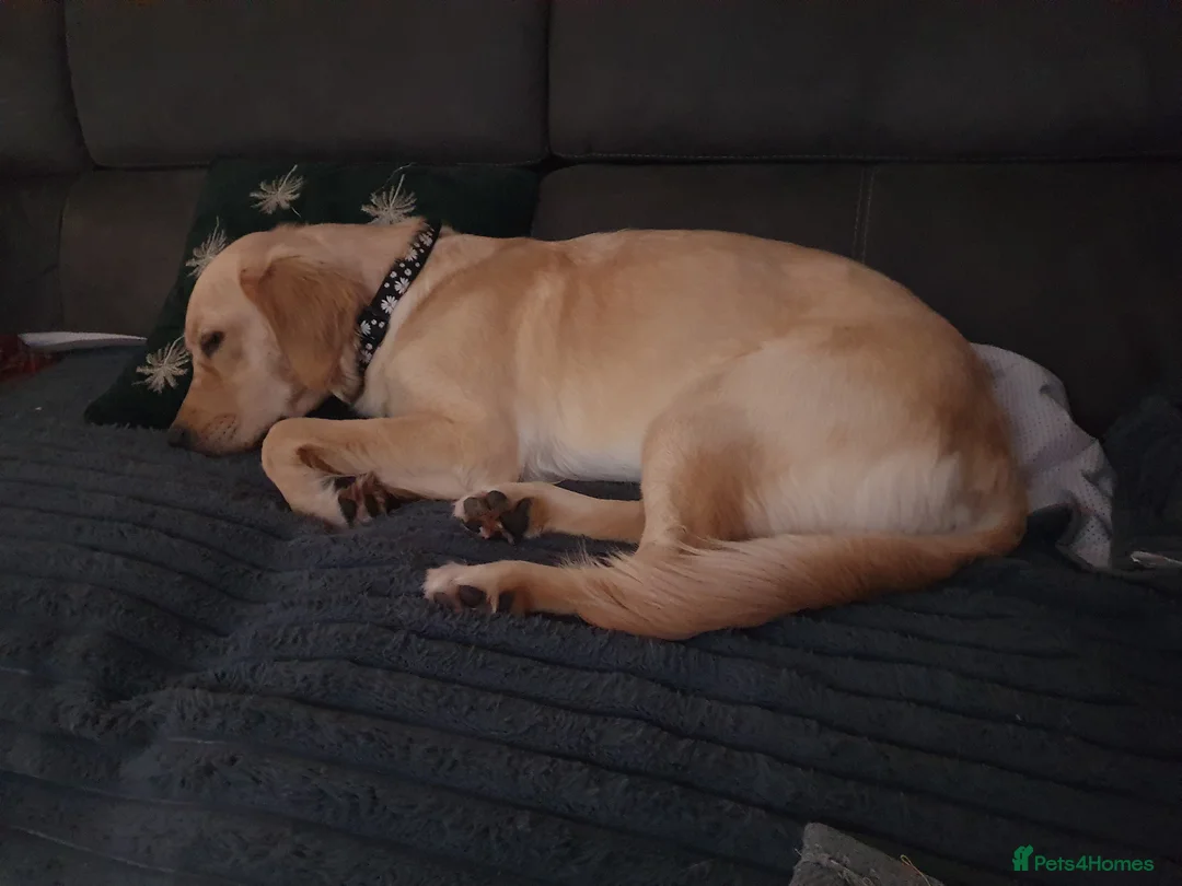 Golden Retriever dogs for sale: 9month old golden retriever female - Advert 1