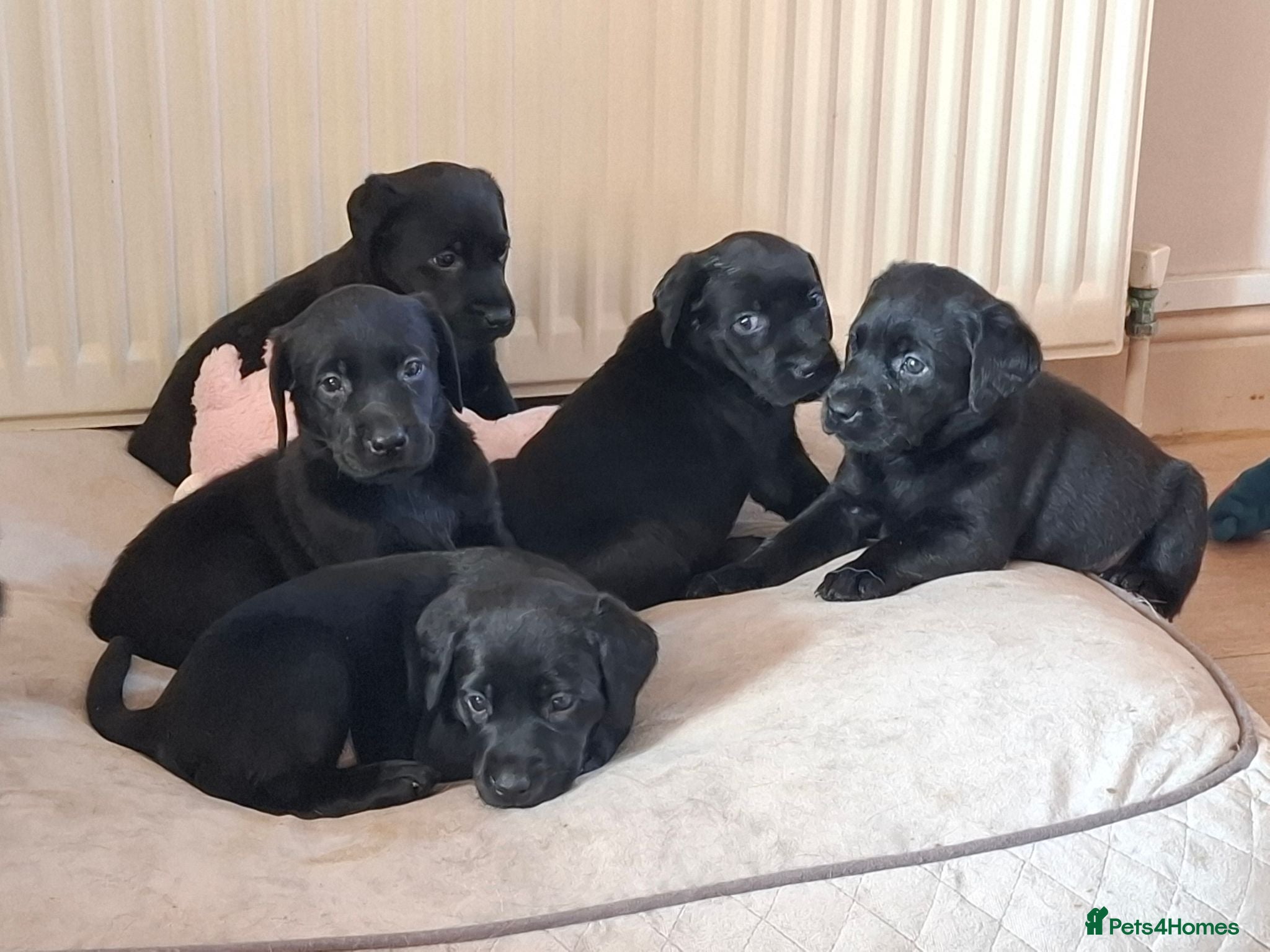 Labrador Retriever dogs Beautiful Black Labrador Pups - Advert 1