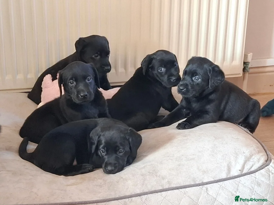 Labrador Retriever dogs for sale: Beautiful Black Labrador Pups - Advert 1